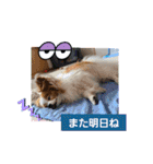 ぱぴぱぴパピヨン86（個別スタンプ：24）
