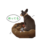 みんなのあんず（個別スタンプ：7）