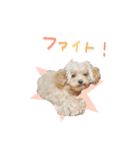 ユキちゃん毎日挨拶スタンプ（個別スタンプ：6）