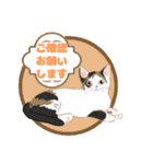 色んな猫たちの日常会話（個別スタンプ：14）