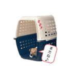 僕ちゅんちゅん（個別スタンプ：8）