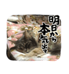 お茶目なにゃんこ軍団（個別スタンプ：2）