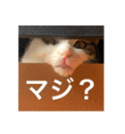 ちゃんと使えるちくわスタンプ（個別スタンプ：2）