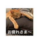 ちゃんと使えるちくわスタンプ（個別スタンプ：6）