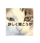 ちゃんと使えるちくわスタンプ（個別スタンプ：9）