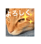 ちゃんと使えるちくわスタンプ（個別スタンプ：15）