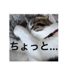 ちゃんと使えるちくわスタンプ（個別スタンプ：18）