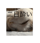 ちゃんと使えるちくわスタンプ（個別スタンプ：20）