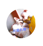 悪ガキマルチーズ兄弟！！（個別スタンプ：2）