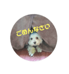 悪ガキマルチーズ兄弟！！（個別スタンプ：5）