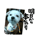 悪ガキマルチーズ兄弟！！（個別スタンプ：7）