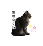 ベラにゃん3cats第1弾（個別スタンプ：8）