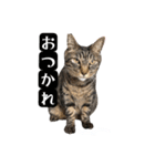 ベラにゃん3cats第1弾（個別スタンプ：13）