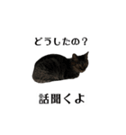 ベラにゃん3cats第1弾（個別スタンプ：27）