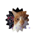猫のワクの生活（個別スタンプ：1）