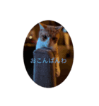 猫のワクの生活（個別スタンプ：2）