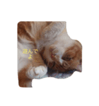 猫のワクの生活（個別スタンプ：3）