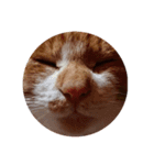 猫のワクの生活（個別スタンプ：5）