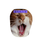 猫のワクの生活（個別スタンプ：6）