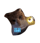 猫のワクの生活（個別スタンプ：8）