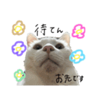 ネコの小言（個別スタンプ：3）