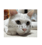 ネコの小言（個別スタンプ：7）