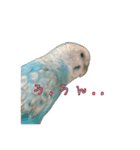 インコ「ルル」4（個別スタンプ：1）