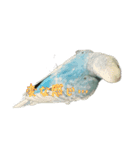 インコ「ルル」4（個別スタンプ：2）