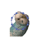 インコ「ルル」4（個別スタンプ：3）