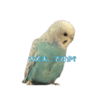インコ「ルル」4（個別スタンプ：4）