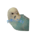 インコ「ルル」4（個別スタンプ：5）
