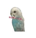 インコ「ルル」4（個別スタンプ：7）