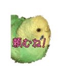 インコ「ルル」4（個別スタンプ：8）
