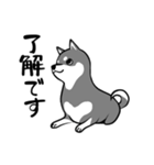 なめらか柴犬（黒柴）（個別スタンプ：3）