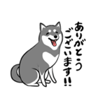 なめらか柴犬（黒柴）（個別スタンプ：7）