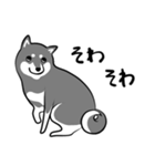 なめらか柴犬（黒柴）（個別スタンプ：13）