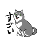 なめらか柴犬（黒柴）（個別スタンプ：17）