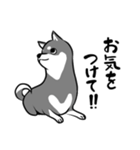 なめらか柴犬（黒柴）（個別スタンプ：22）