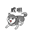 なめらか柴犬（黒柴）（個別スタンプ：32）