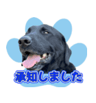 犬の保育園【ドッグハウスベリー】（個別スタンプ：2）