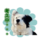 犬の保育園【ドッグハウスベリー】（個別スタンプ：3）