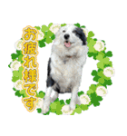 犬の保育園【ドッグハウスベリー】（個別スタンプ：5）