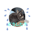 使いやすいうさ＆ラビィスタンプ①（個別スタンプ：7）