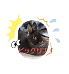 使いやすいうさ＆ラビィスタンプ①（個別スタンプ：8）