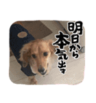 大好き孔明くん2（個別スタンプ：1）