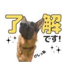 ジャーマンシェパード兄弟（個別スタンプ：1）