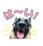 ジャーマンシェパード兄弟（個別スタンプ：2）
