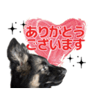 ジャーマンシェパード兄弟（個別スタンプ：4）