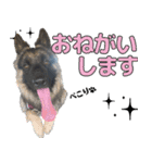 ジャーマンシェパード兄弟（個別スタンプ：5）