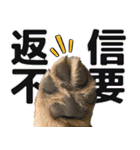 ジャーマンシェパード兄弟（個別スタンプ：7）